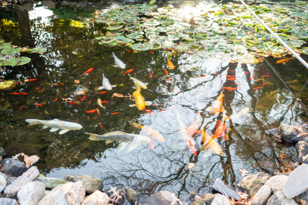 Donaldsons Farm Engagement 