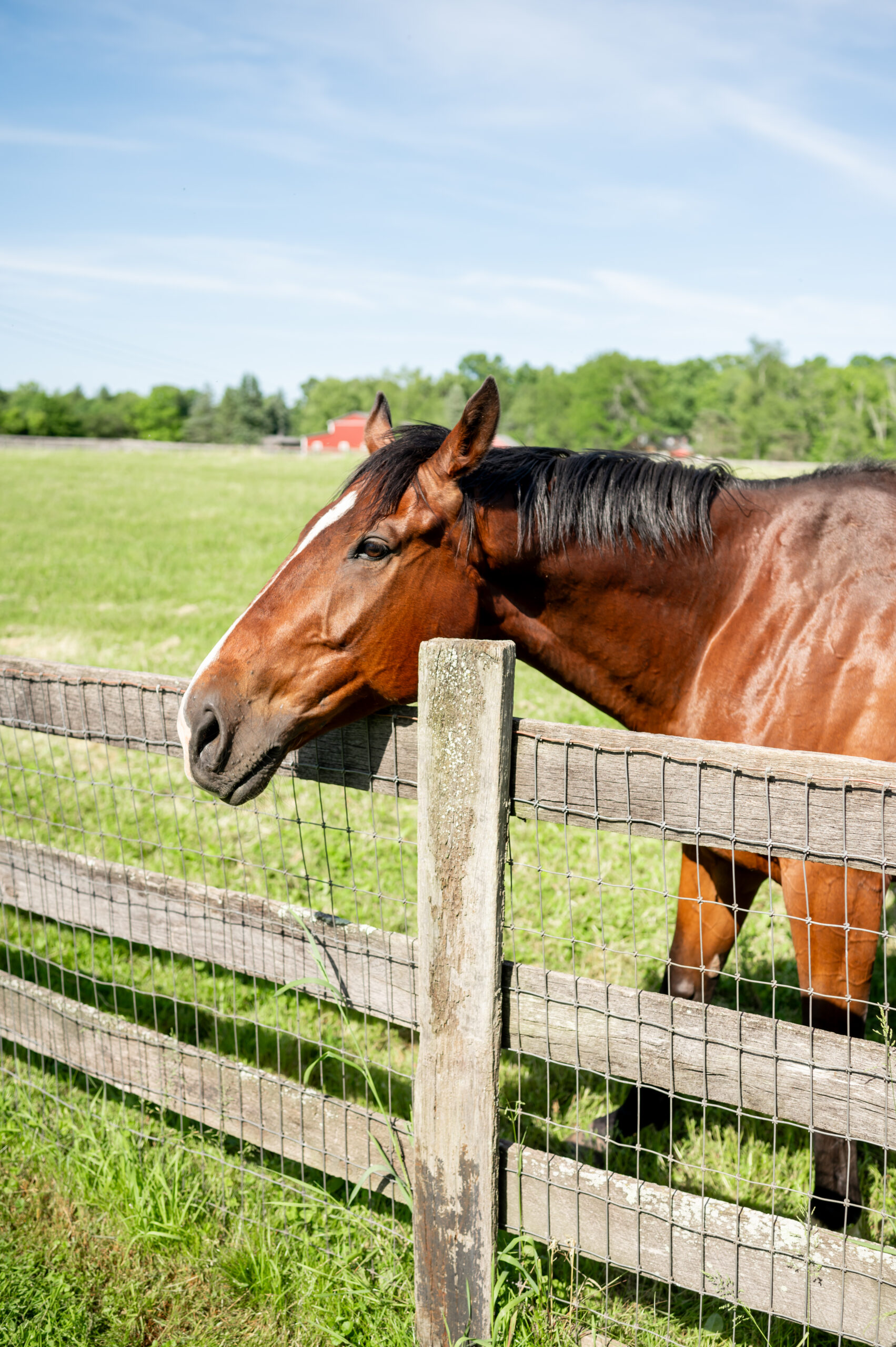 Sterlingbrook Farms Wedding