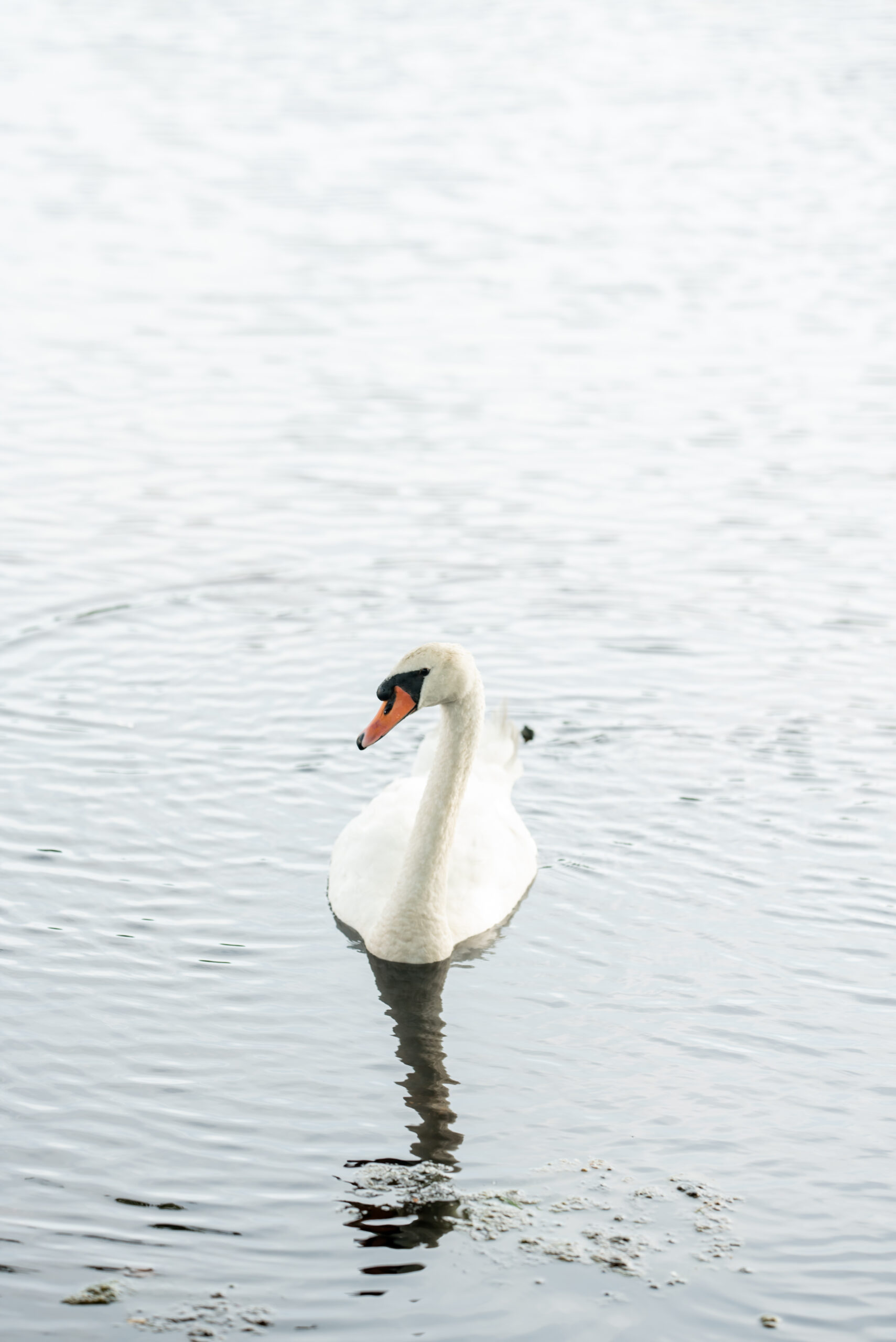 Mill Lakeside Manor Wedding